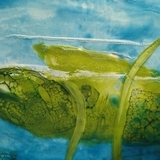 Waterlelie encaustic